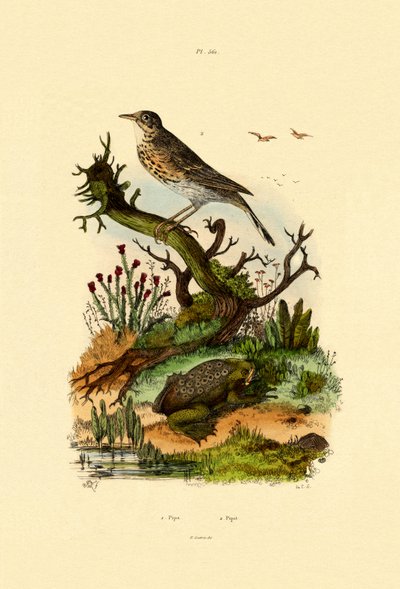 Pibe, 1833-39 af French School